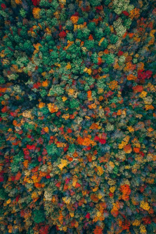 mini_129-Skog-Photo-by-Martin-Sanchez-Unsplash