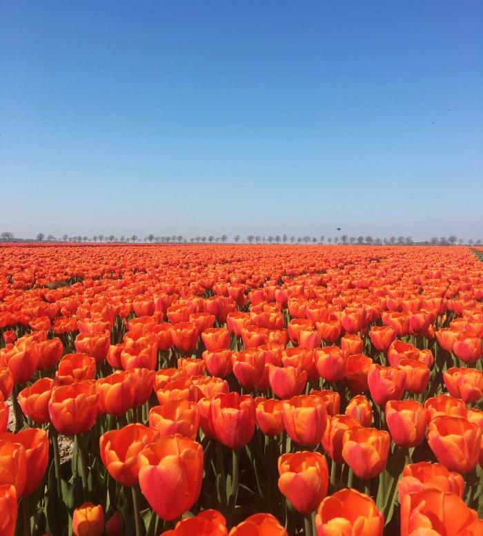 Rijssen