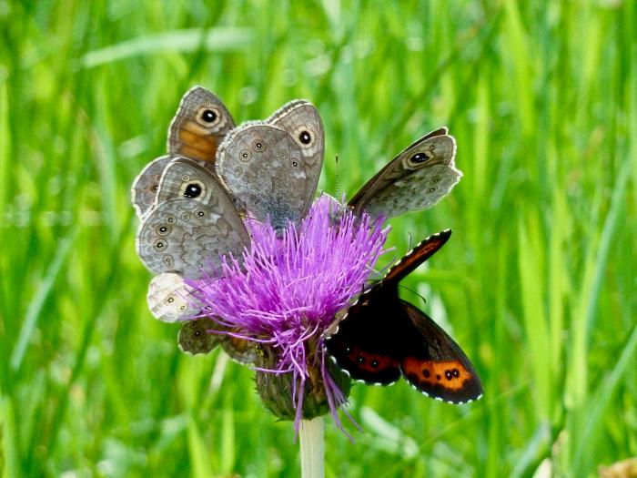 Tulln butterfly austria